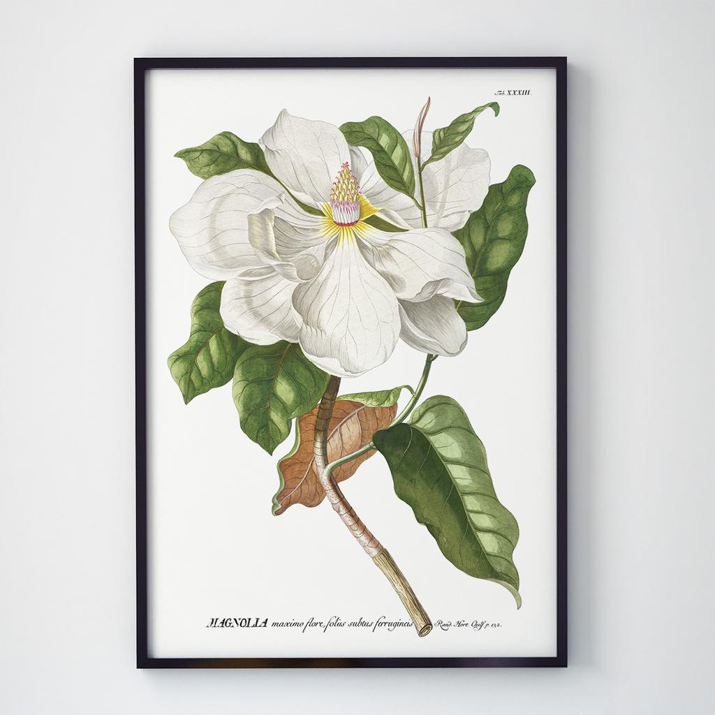 Постер Ботаніка (Botanic) BC1002