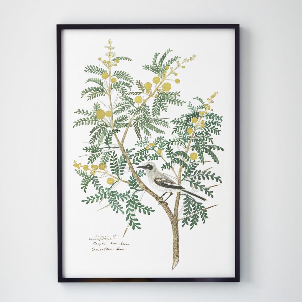 Постер Ботаніка (Botanic) BC1003