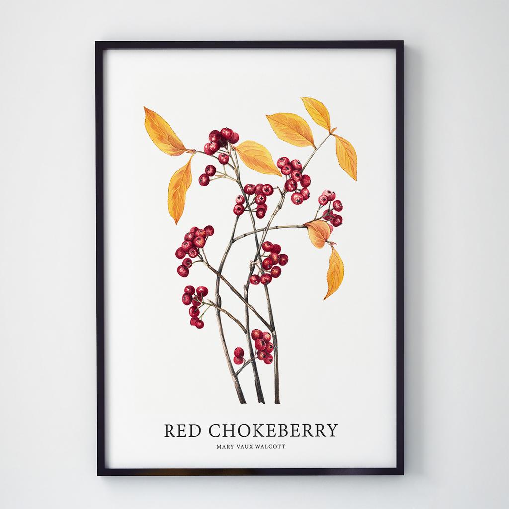 Постер Ботаніка (Botanic) BC1004