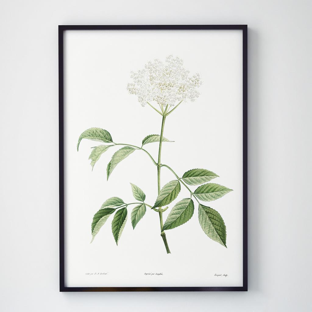 Постер Ботаніка (Botanic) BC1005