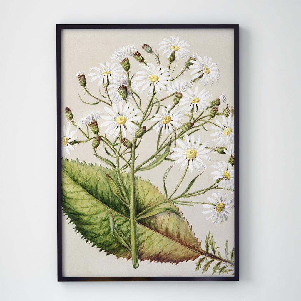 Постер Ботаніка (Botanic) BC1007