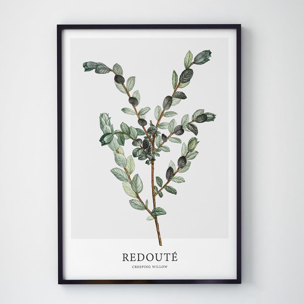 Постер Ботаніка (Botanic) BC1008