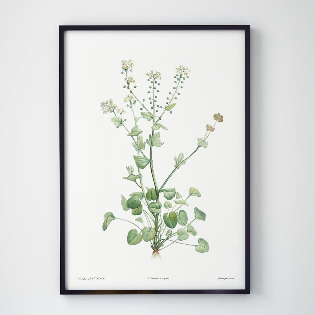 Постер Ботаніка (Botanic) BC1009