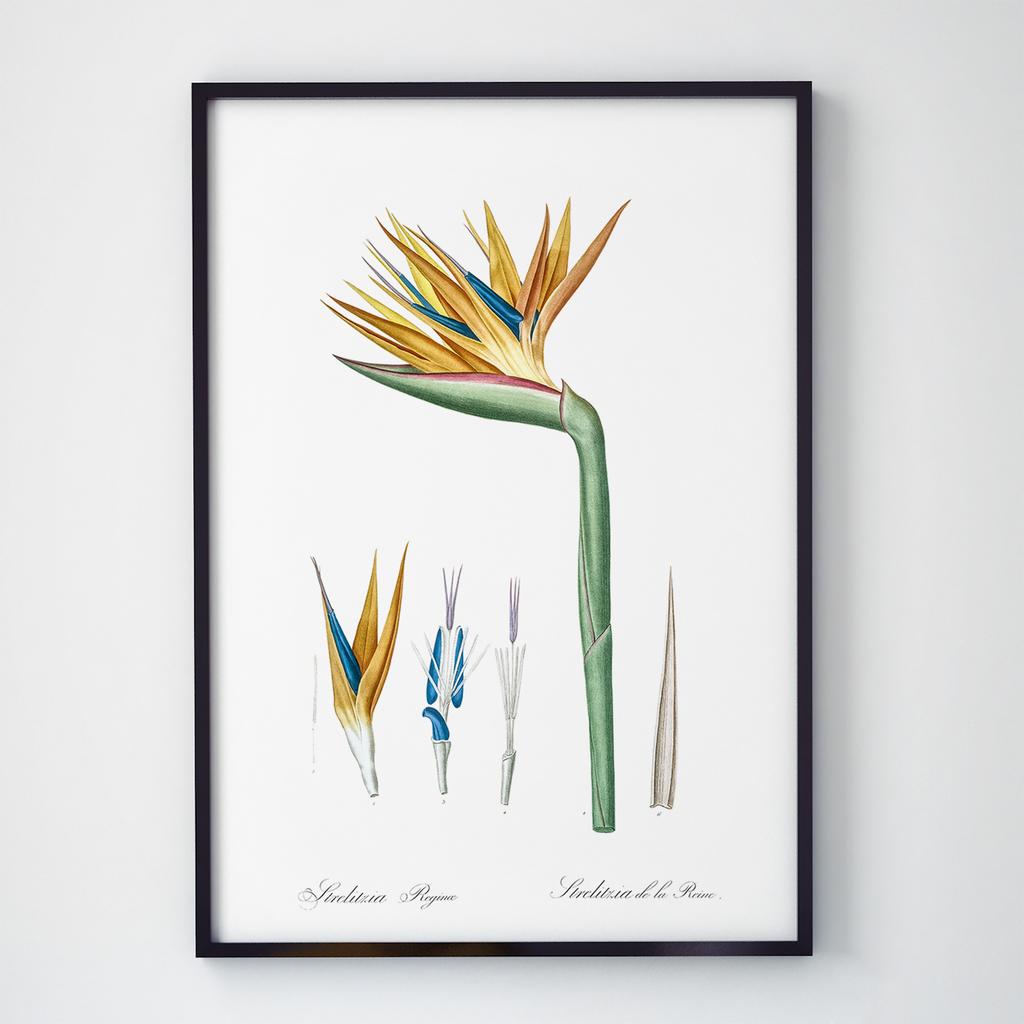 Постер Ботаніка (Botanic) BC1010