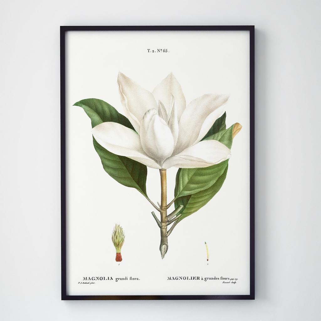 Постер Ботаніка (Botanic) BC1013