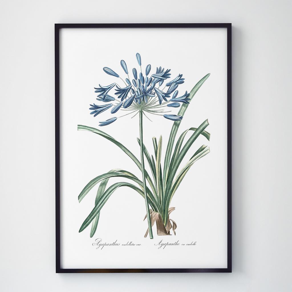 Постер Ботаніка (Botanic) BC1014