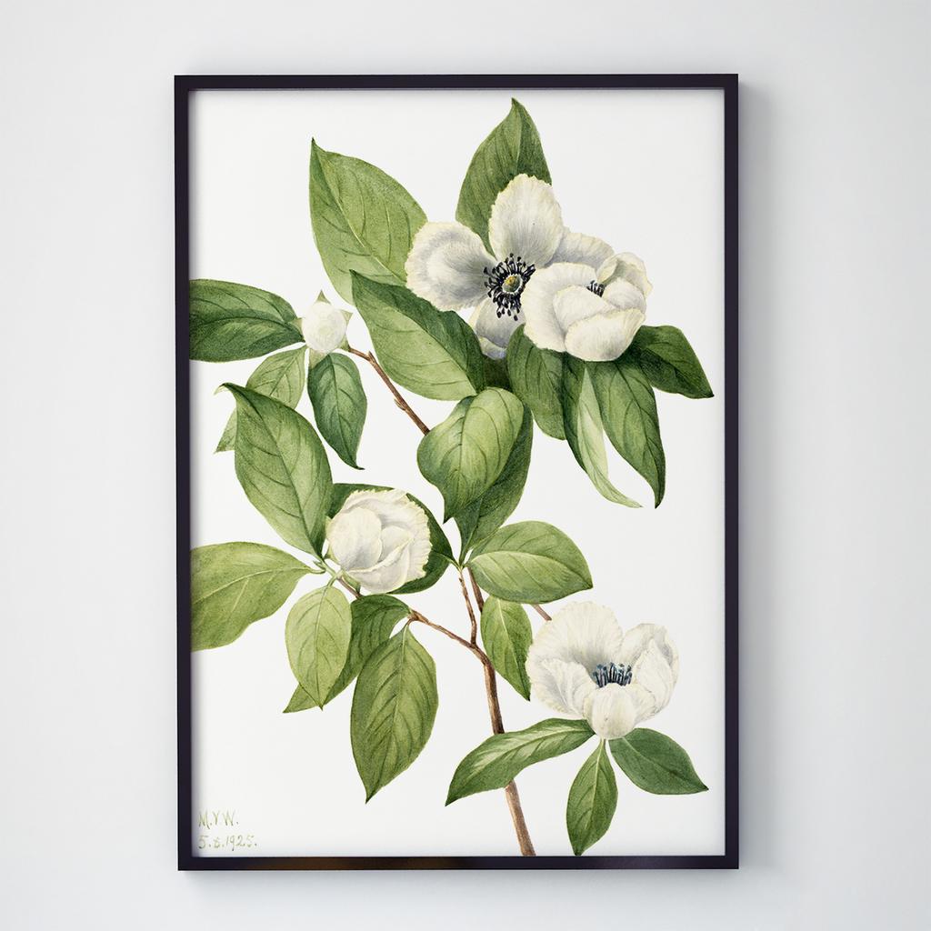 Постер Ботаніка (Botanic) BC1015