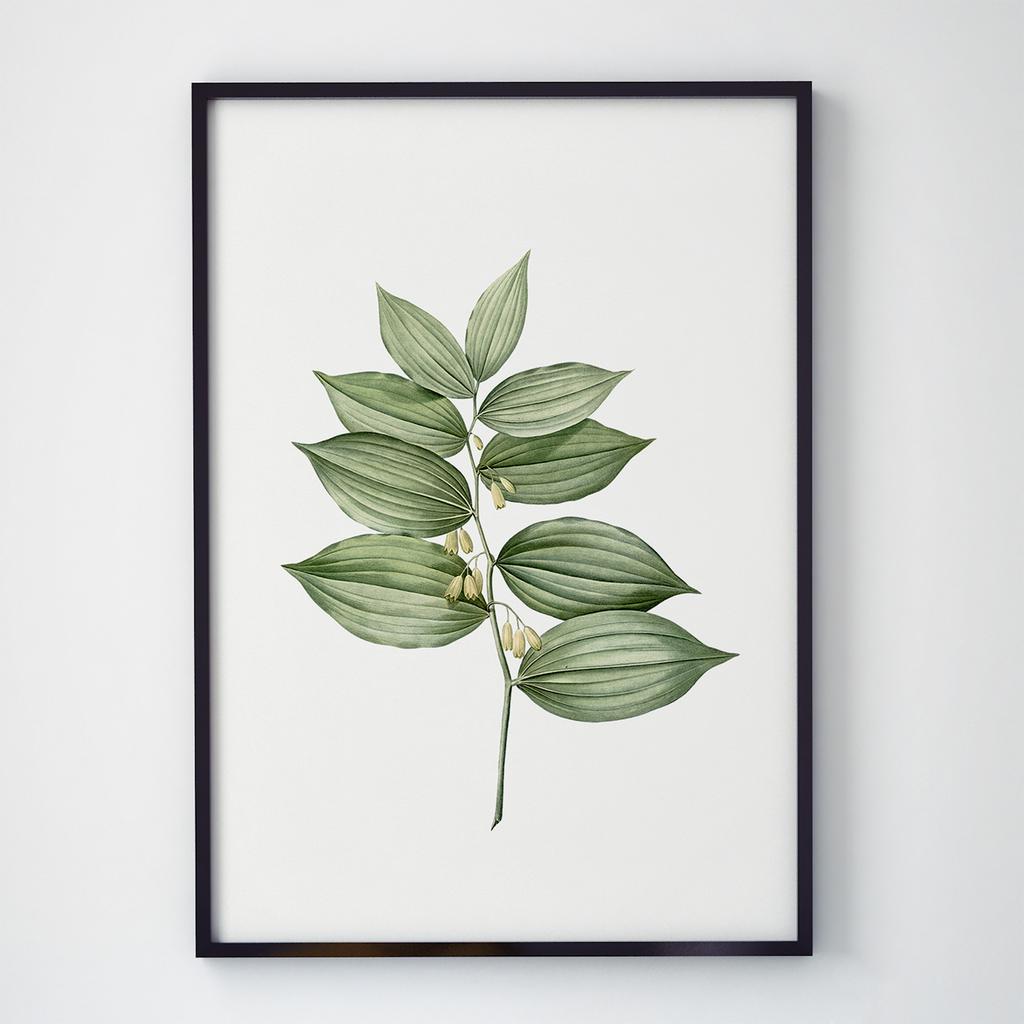 Постер Ботаніка (Botanic) BC1017