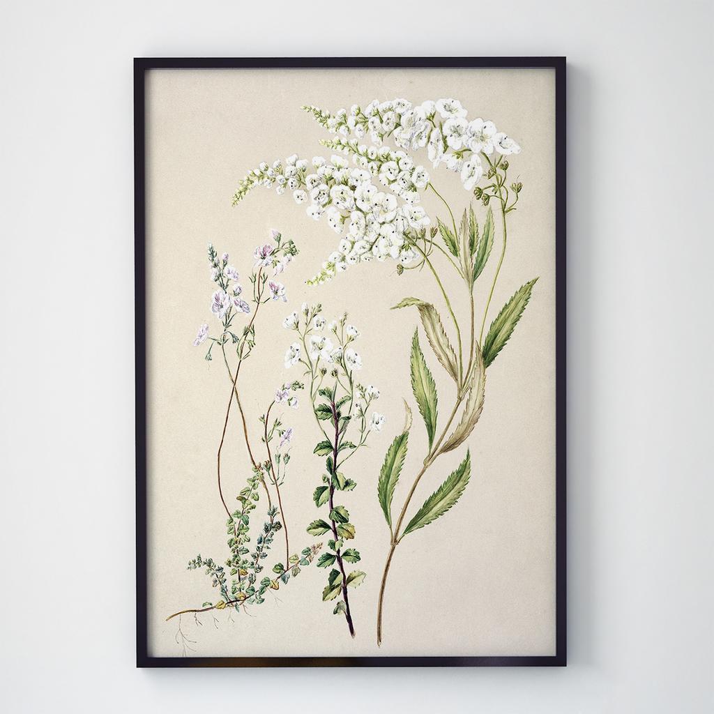 Постер Ботаніка (Botanic) BC1019