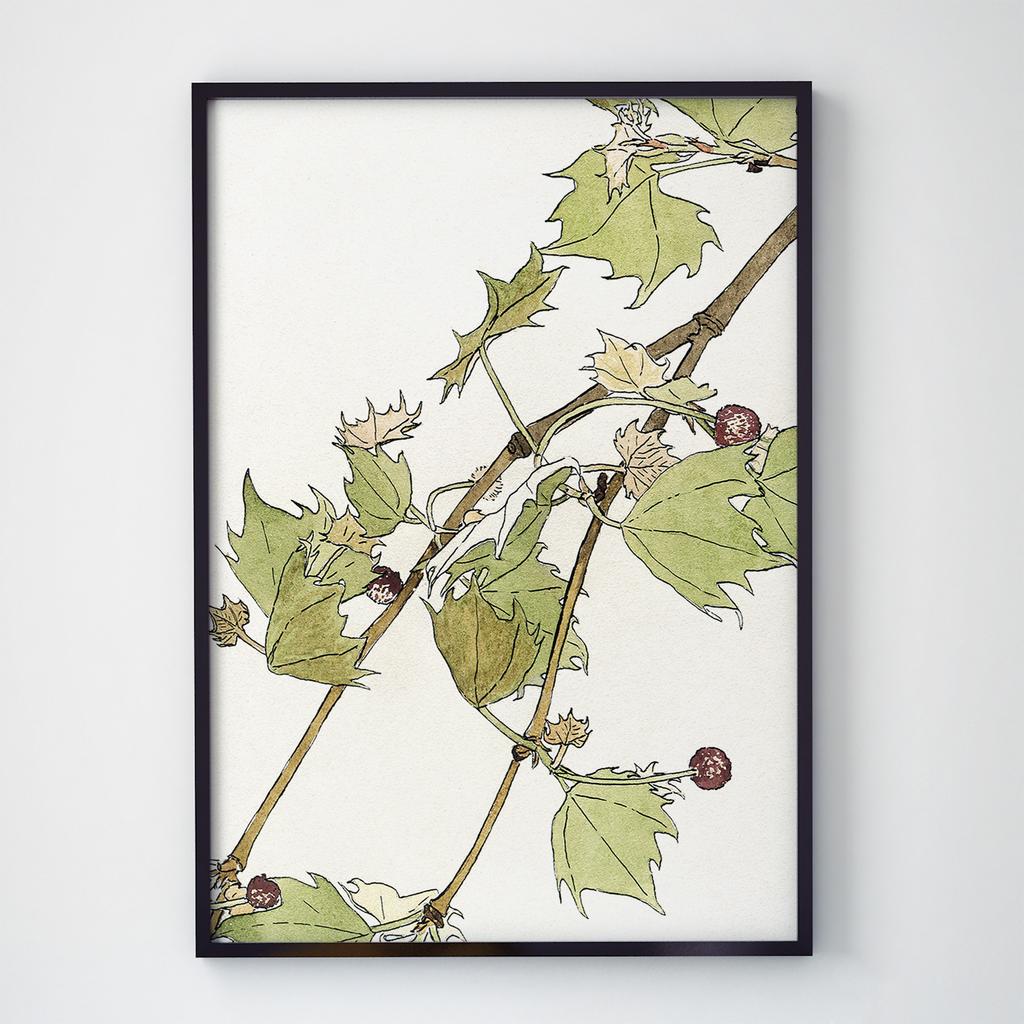 Постер Ботаніка (Botanic) BC1020