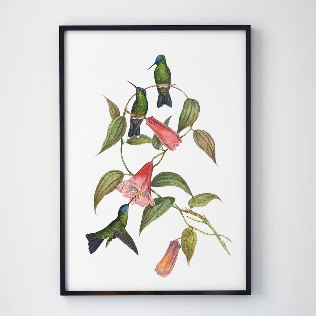 Постер Ботаніка (Botanic) BC1021