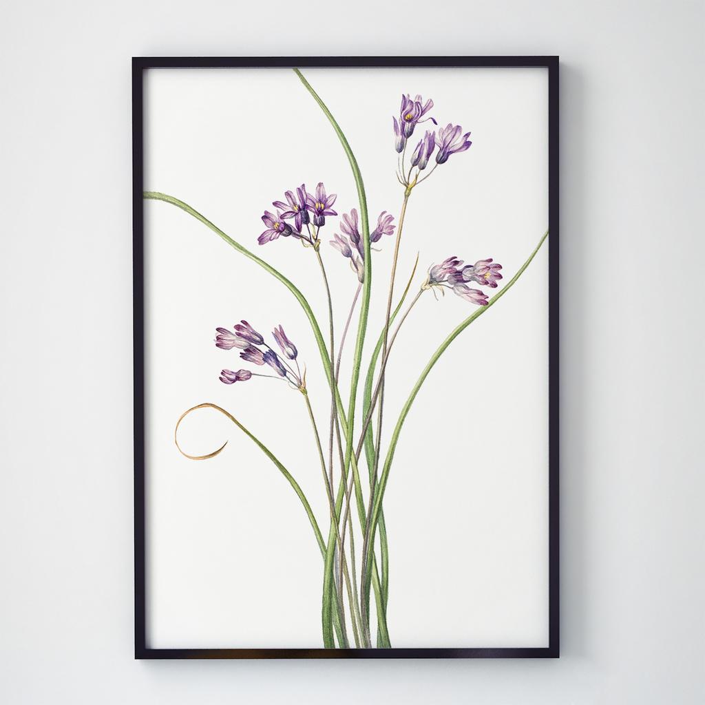 Постер Ботаніка (Botanic) BC1024