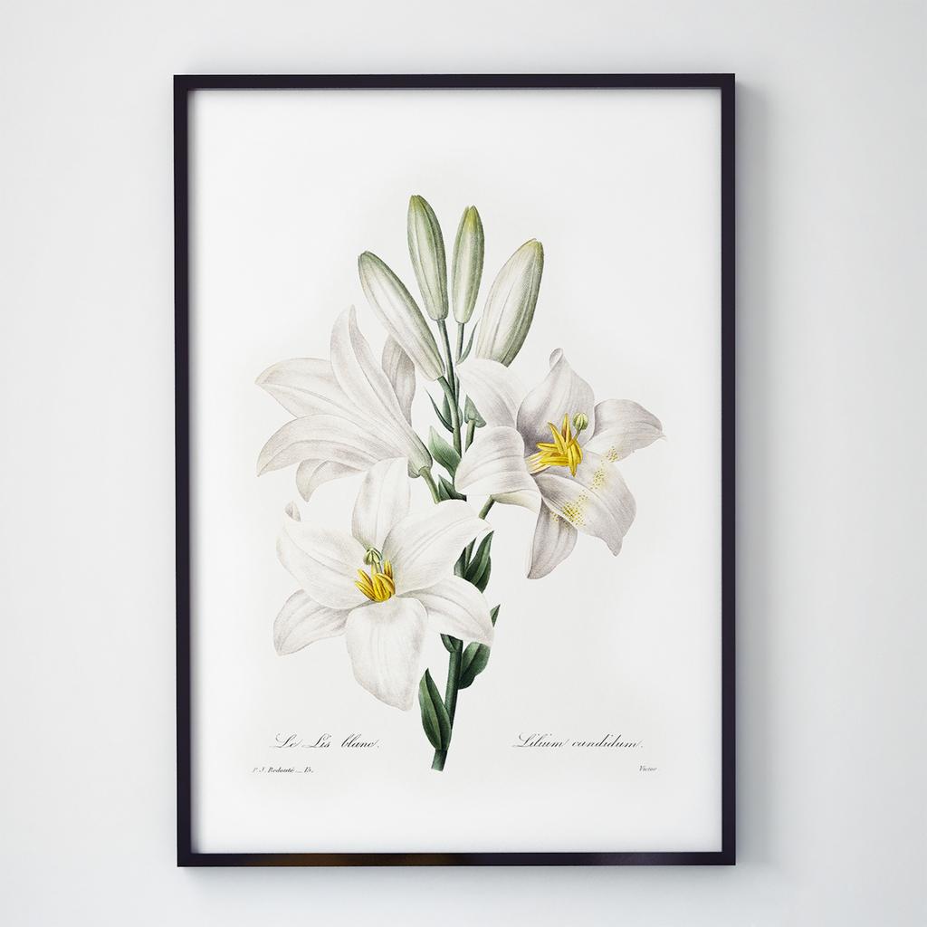 Постер Ботаніка (Botanic) BC1025