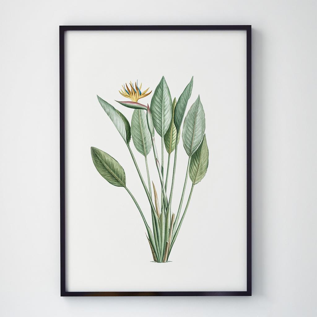 Постер Ботаніка (Botanic) BC1026