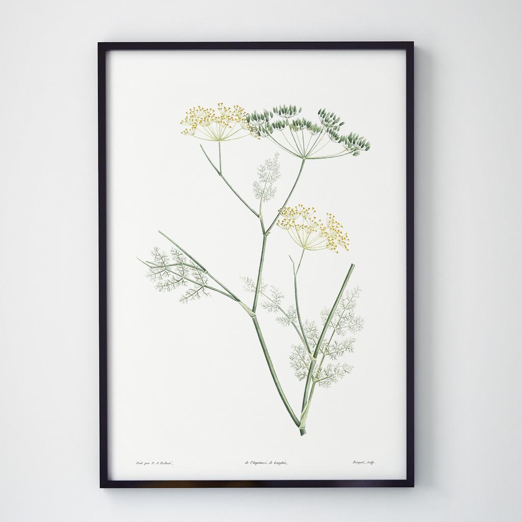 Постер Ботаніка (Botanic) BC1027