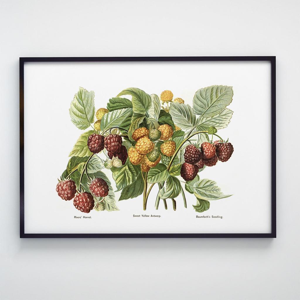 Постер Ботаніка (Botanic) BC1028