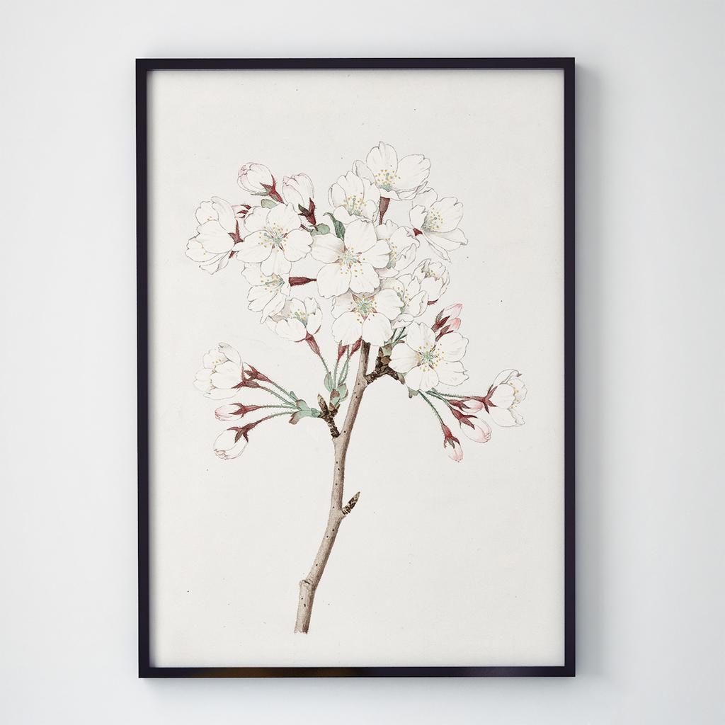 Постер Ботаніка (Botanic) BC1029