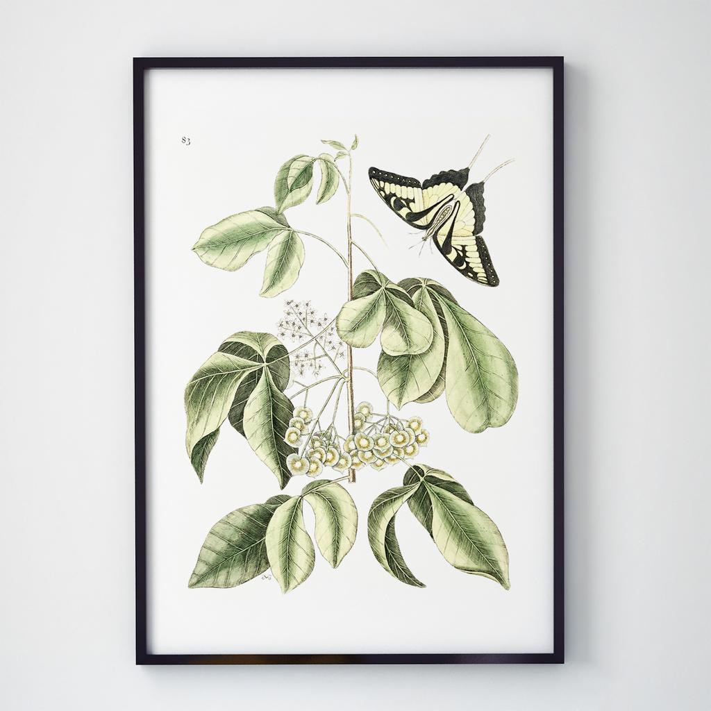 Постер Ботаніка (Botanic) BC1030