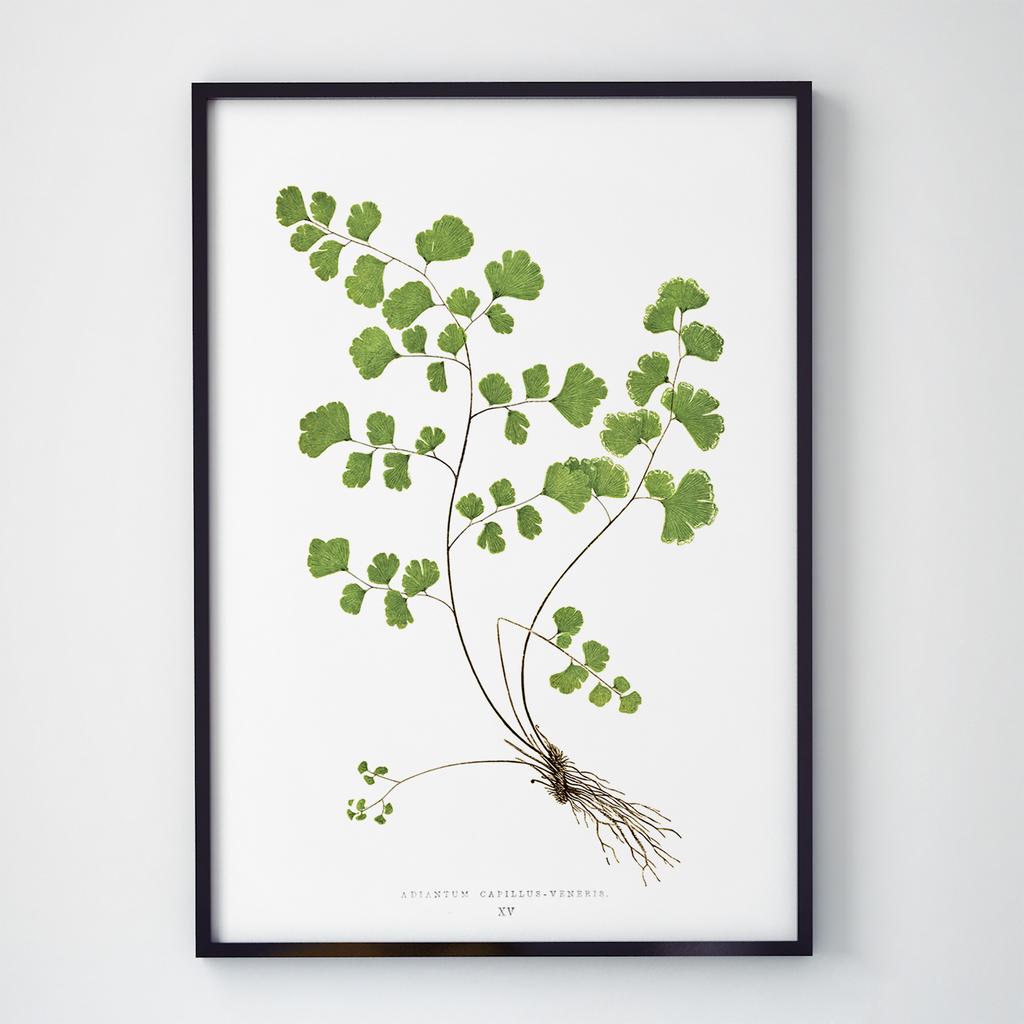 Постер Ботаніка (Botanic) BC1032