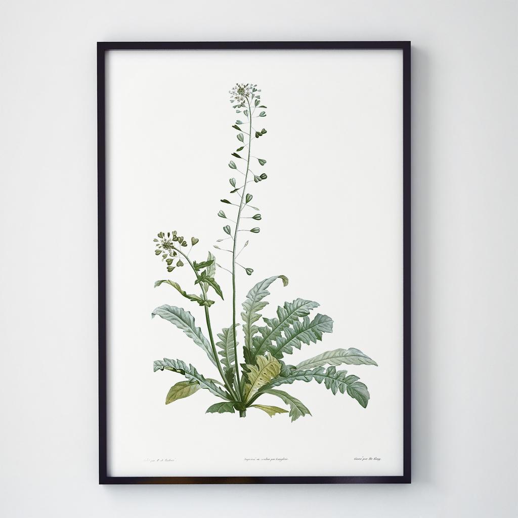 Постер Ботаніка (Botanic) BC1033