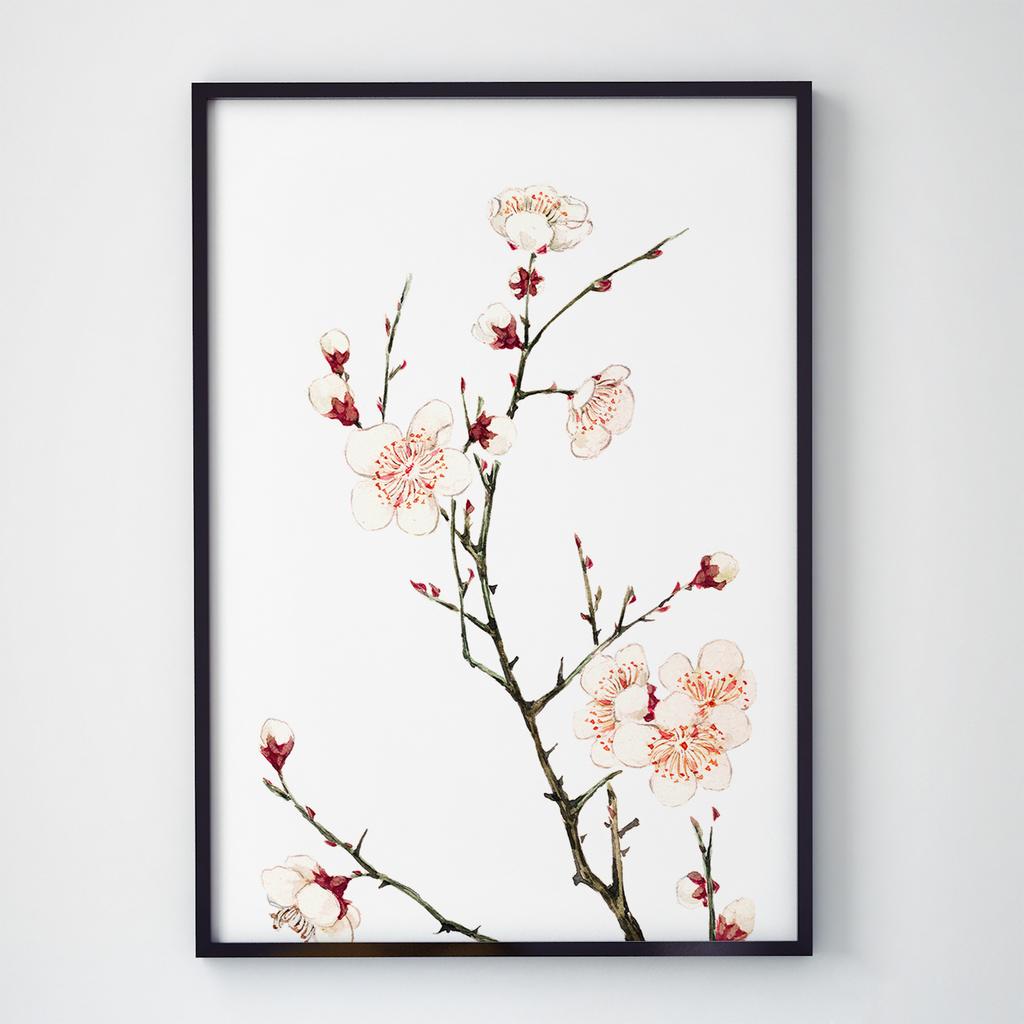 Постер Ботаніка (Botanic) BC1034