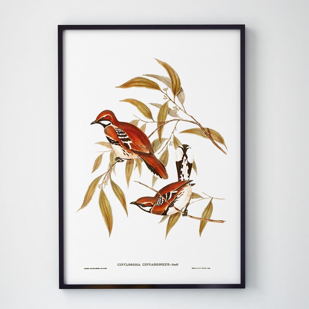 Постер Ботаніка (Botanic) BC1035