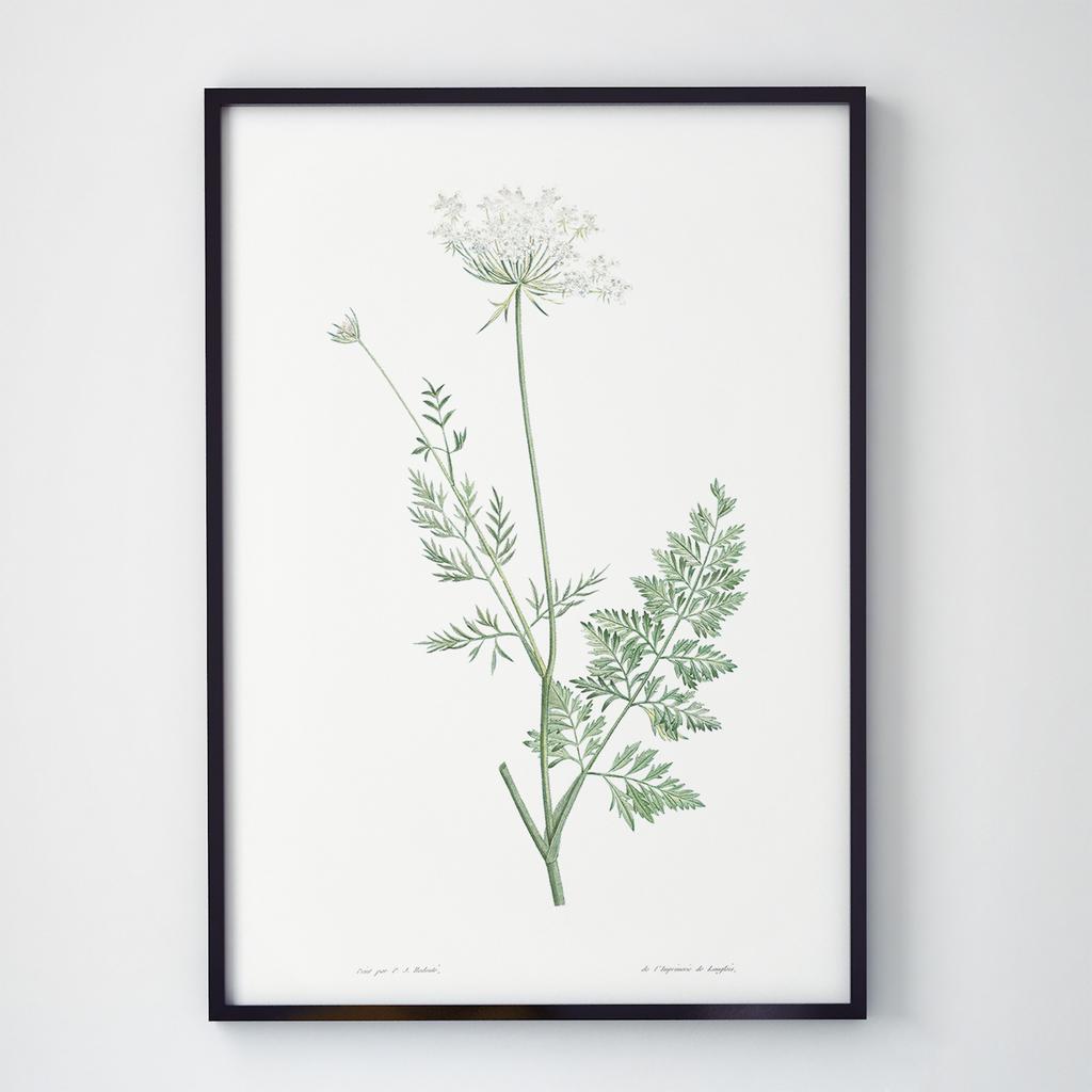 Постер Ботаніка (Botanic) BC1036