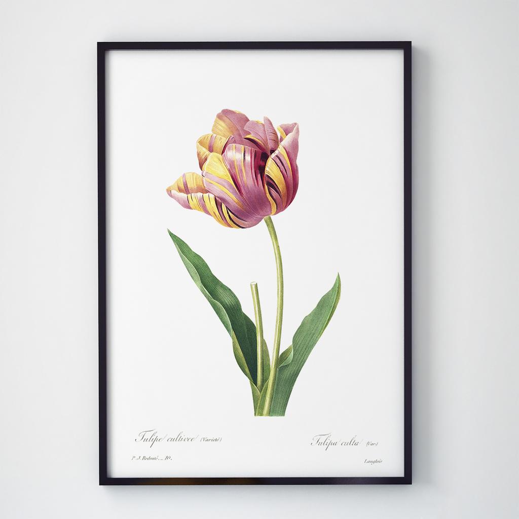 Постер Ботаніка (Botanic) BC1037