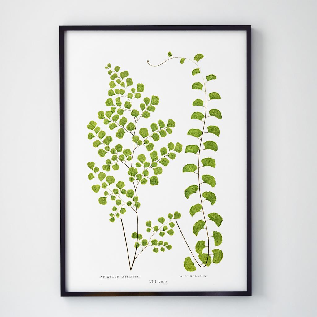 Постер Ботаніка (Botanic) BC1039