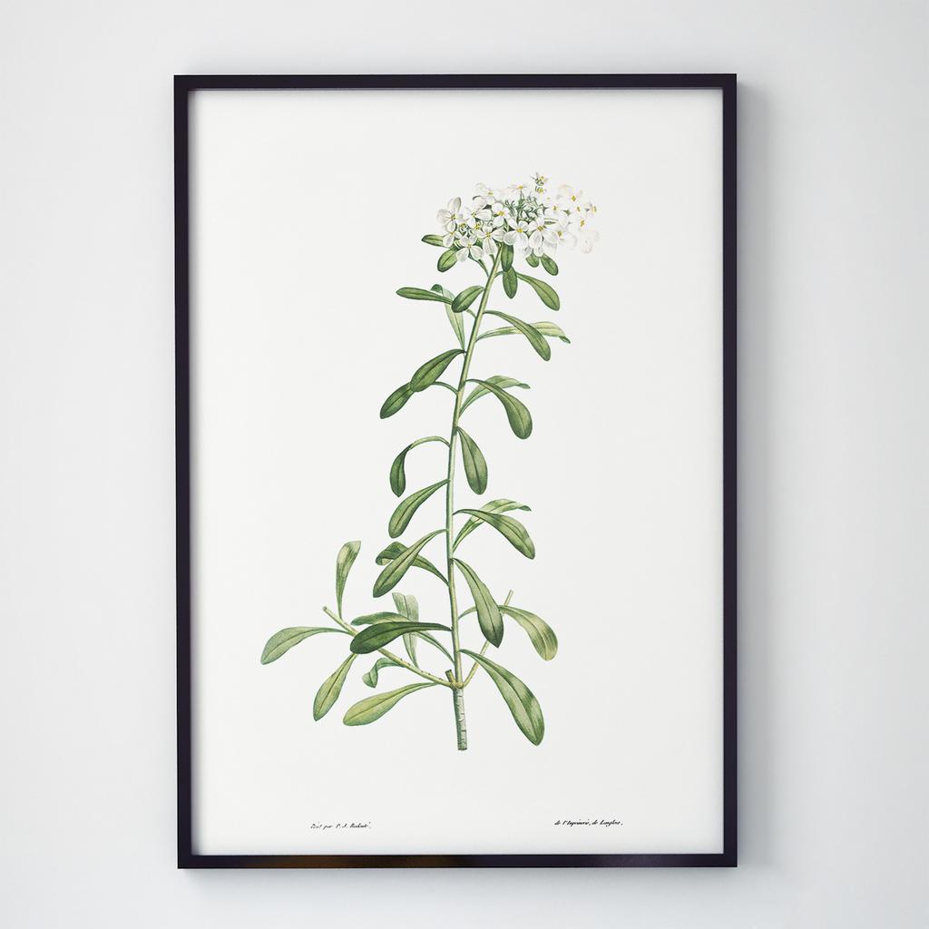 Постер Ботаніка (Botanic) BC1040