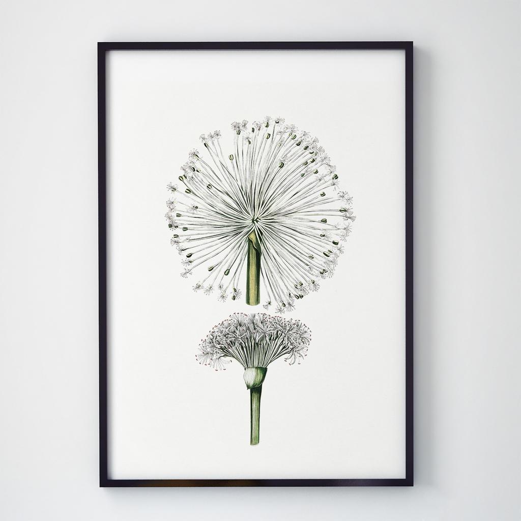 Постер Ботаніка (Botanic) BC1041