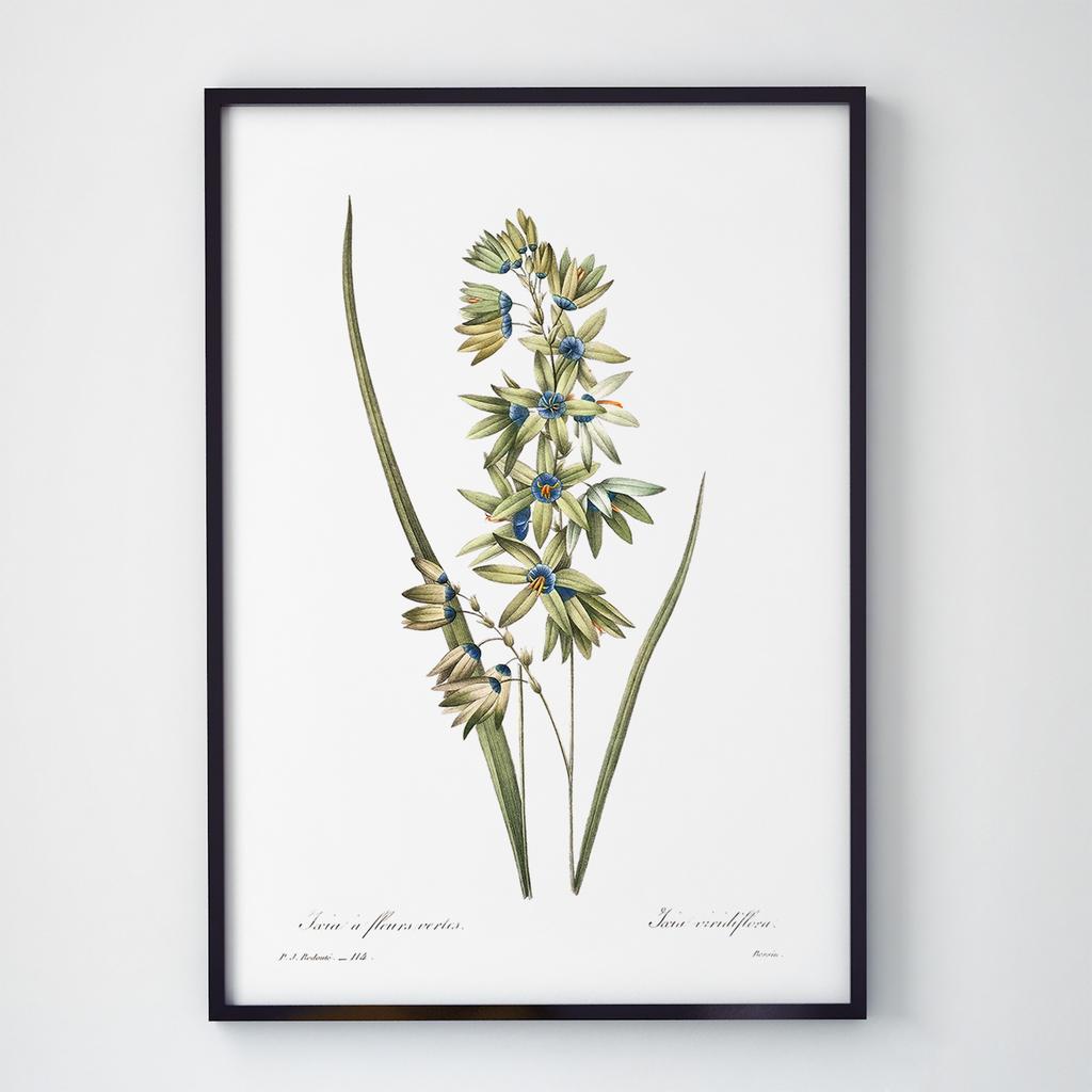 Постер Ботаніка (Botanic) BC1042