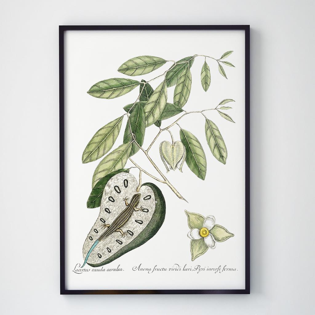 Постер Ботаніка (Botanic) BC1044