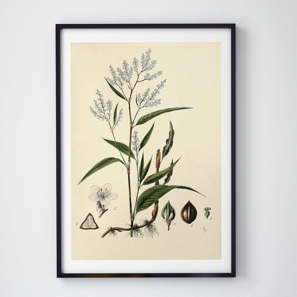 Постер Ботаніка (Botanic) BC1045