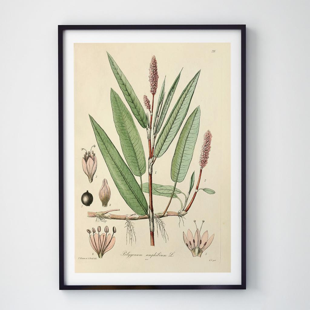 Постер Ботаніка (Botanic) BC1046