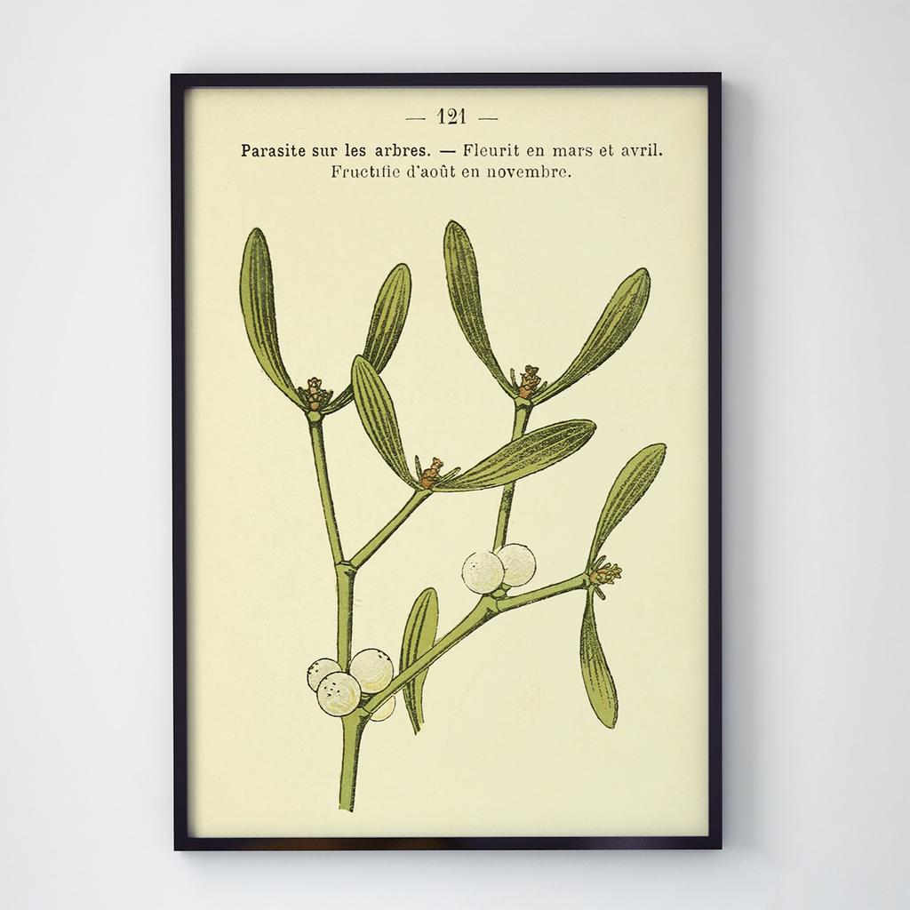 Постер Ботаніка (Botanic) BC1047