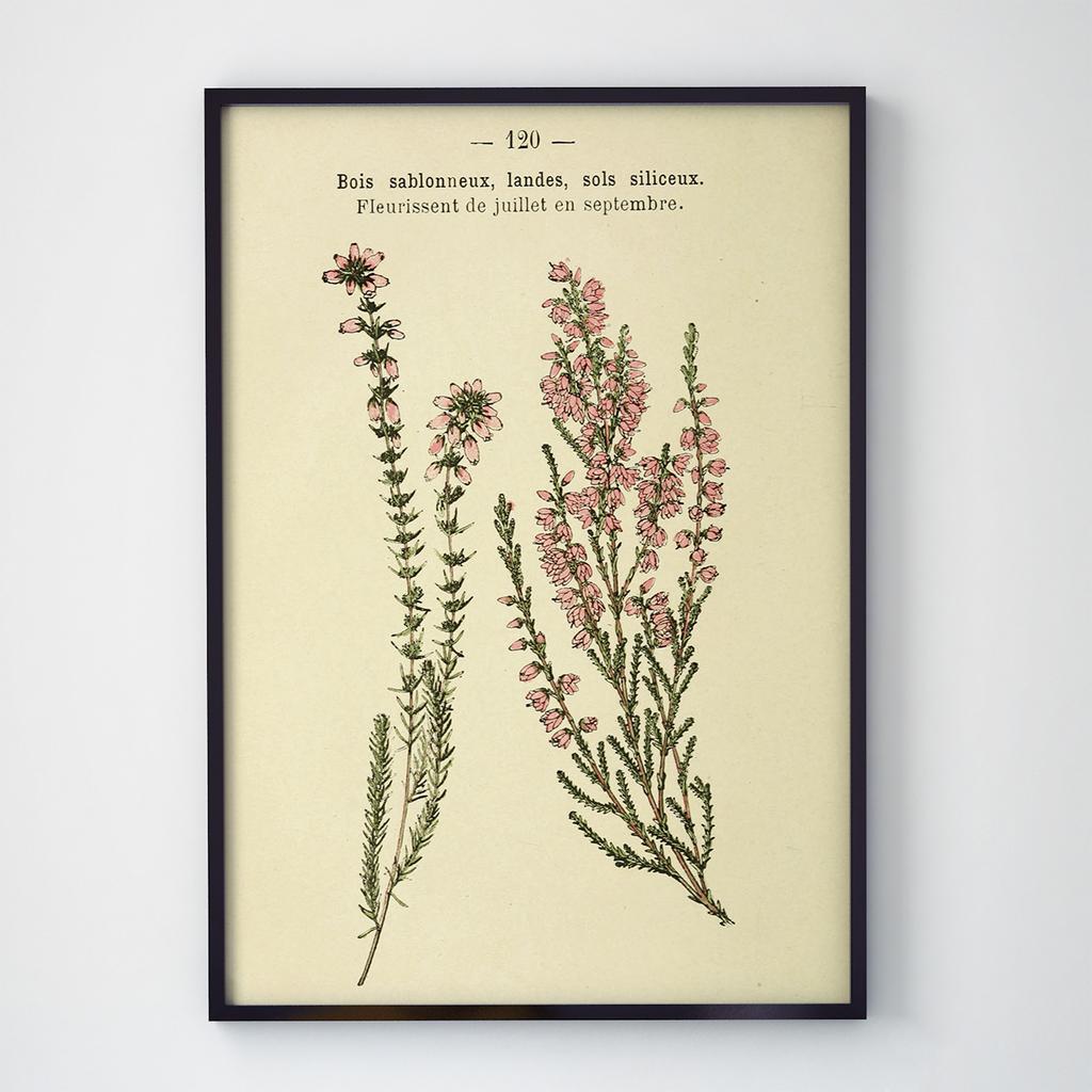 Постер Ботаніка (Botanic) BC1048