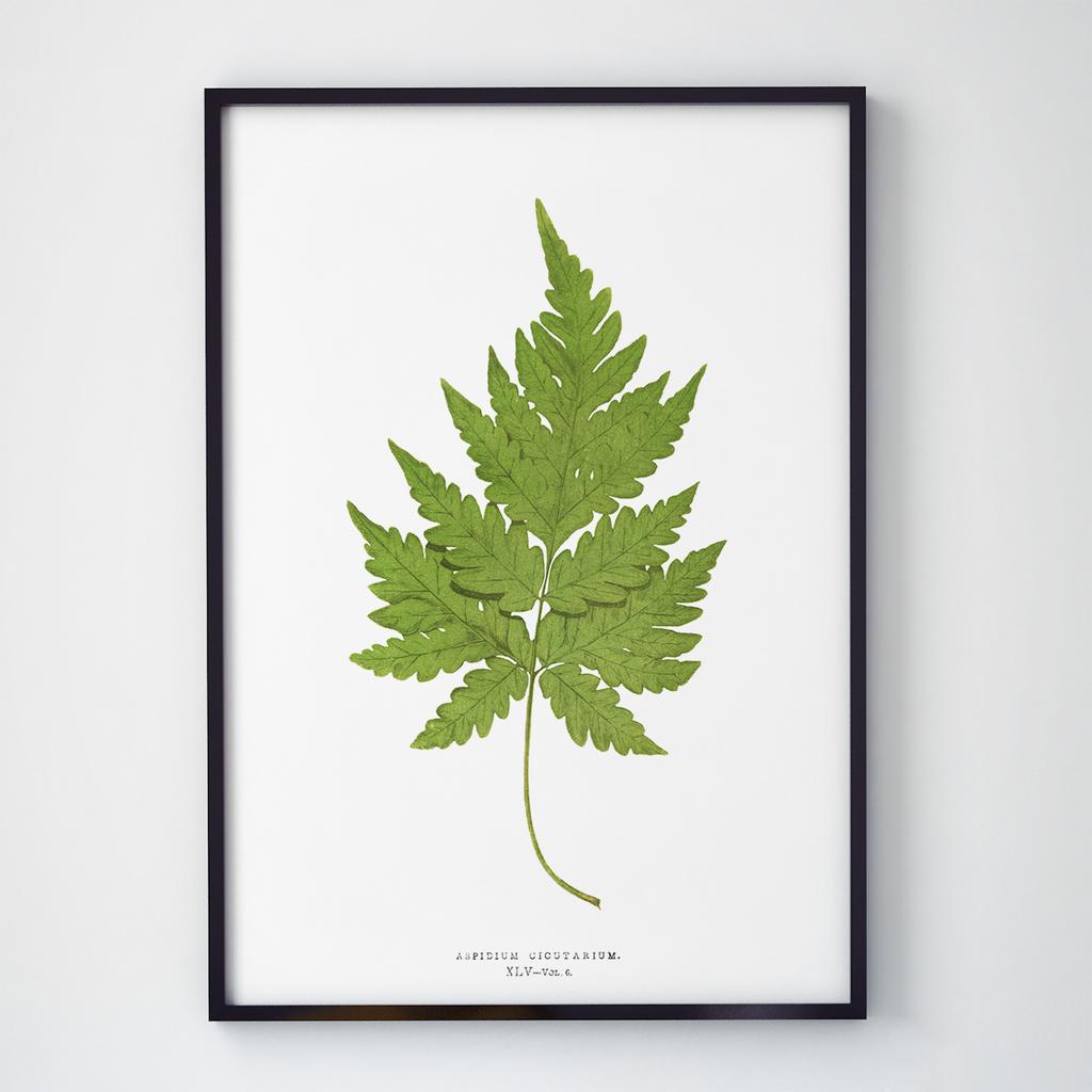 Постер Ботаніка (Botanic) BC1049