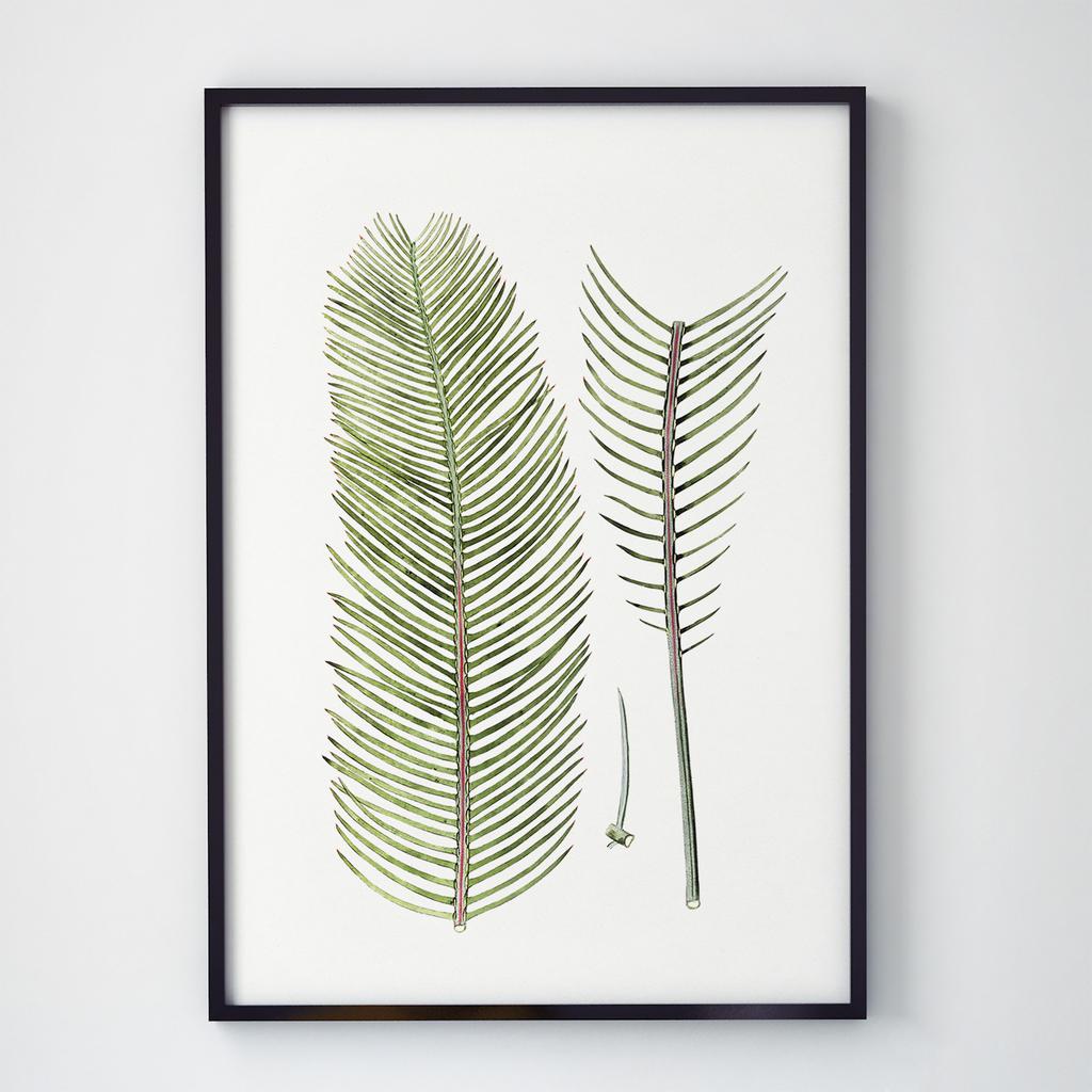 Постер Ботаніка (Botanic) BC1050