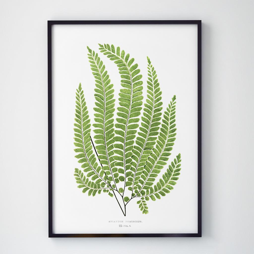 Постер Ботаніка (Botanic) BC1051