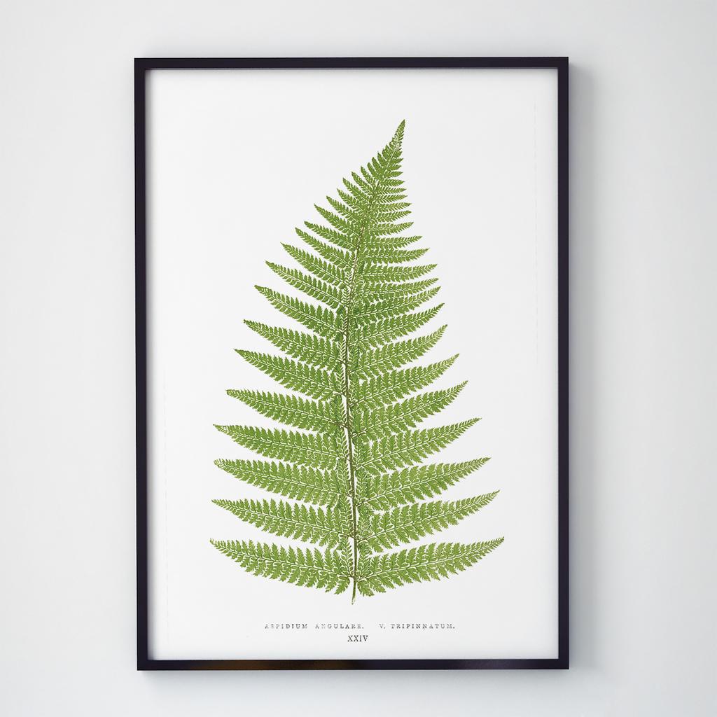 Постер Ботаніка (Botanic) BC1052