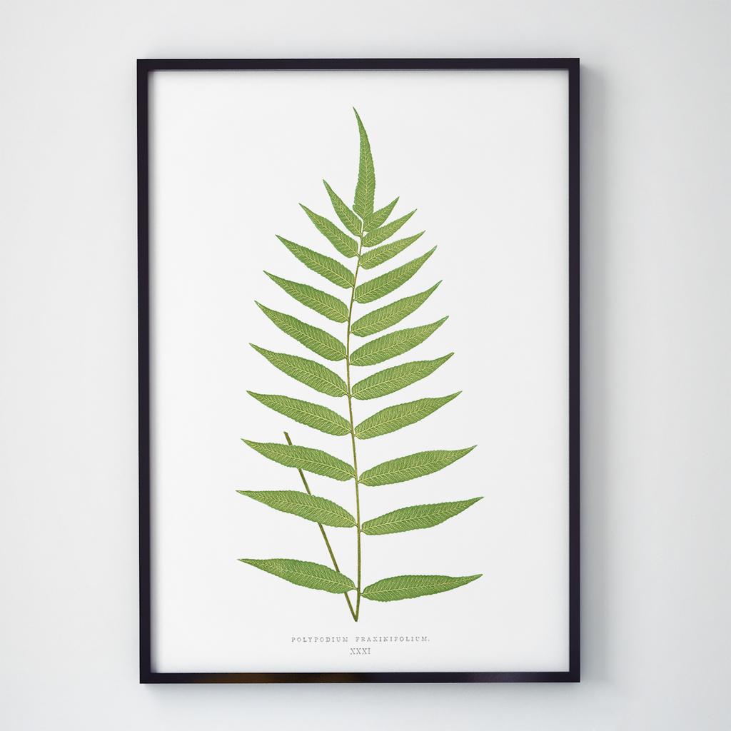 Постер Ботаніка (Botanic) BC1054