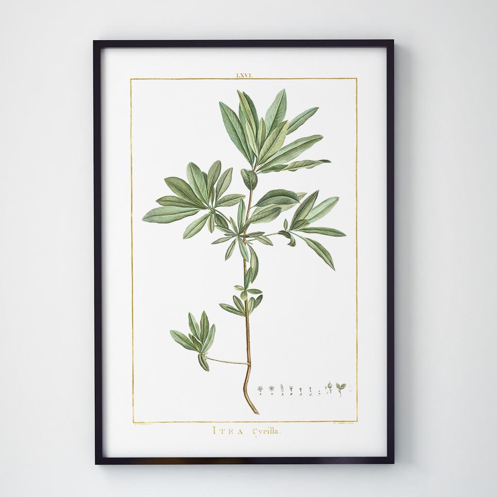 Постер Ботаніка (Botanic) BC1055