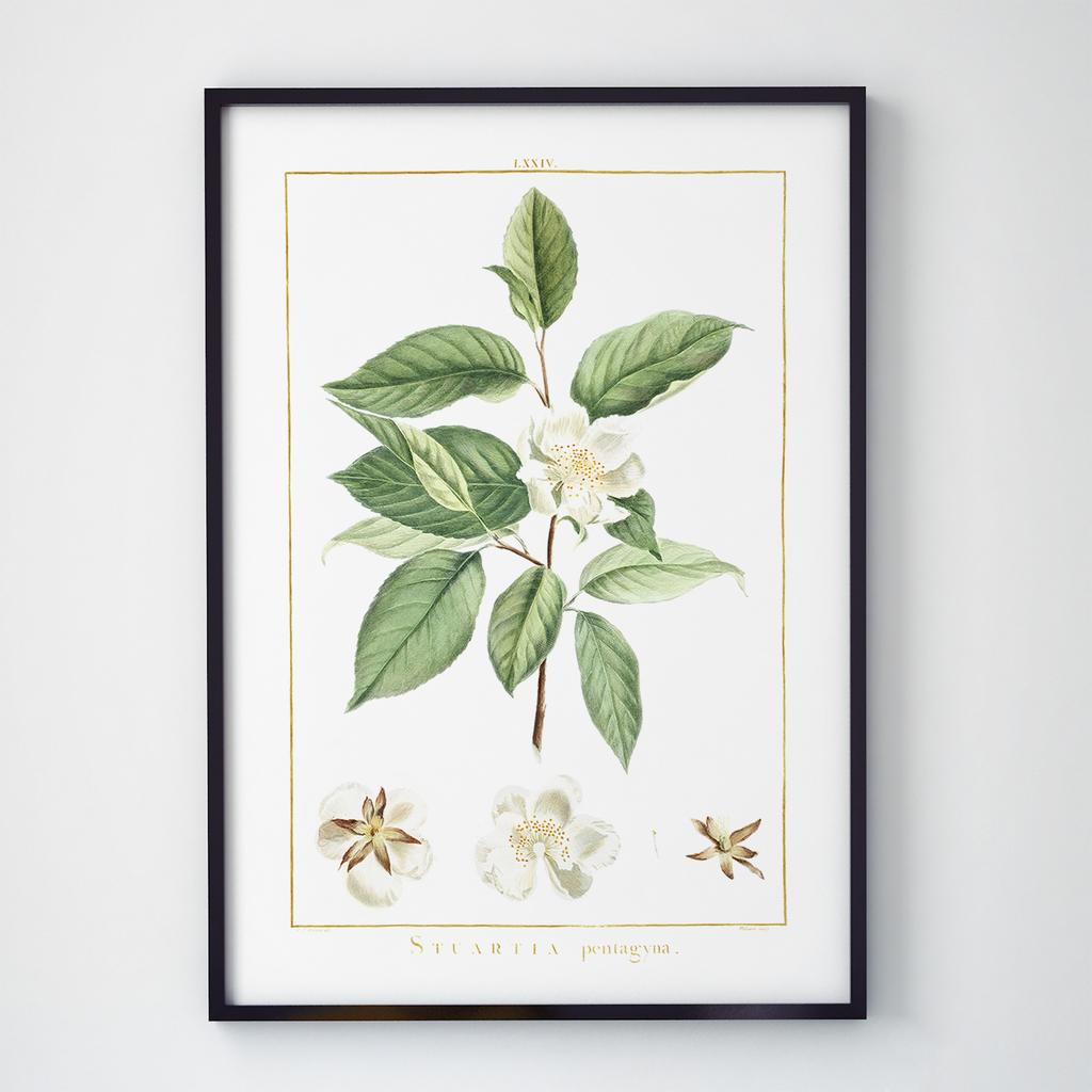 Постер Ботаніка (Botanic) BC1056