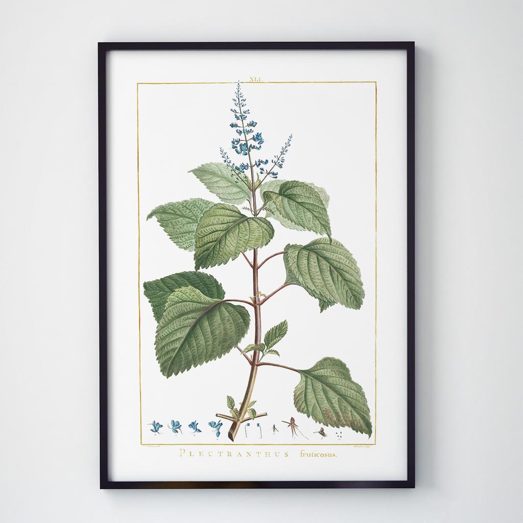 Постер Ботаніка (Botanic) BC10357