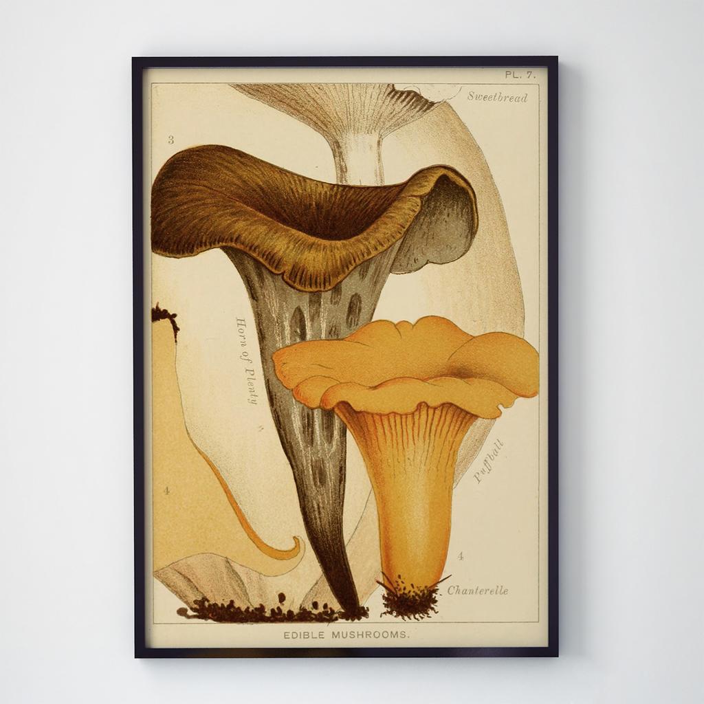 Постер Ботаніка гриб MR1002