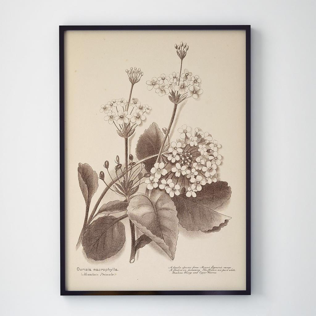 Постер на стіну з квітами WF1007