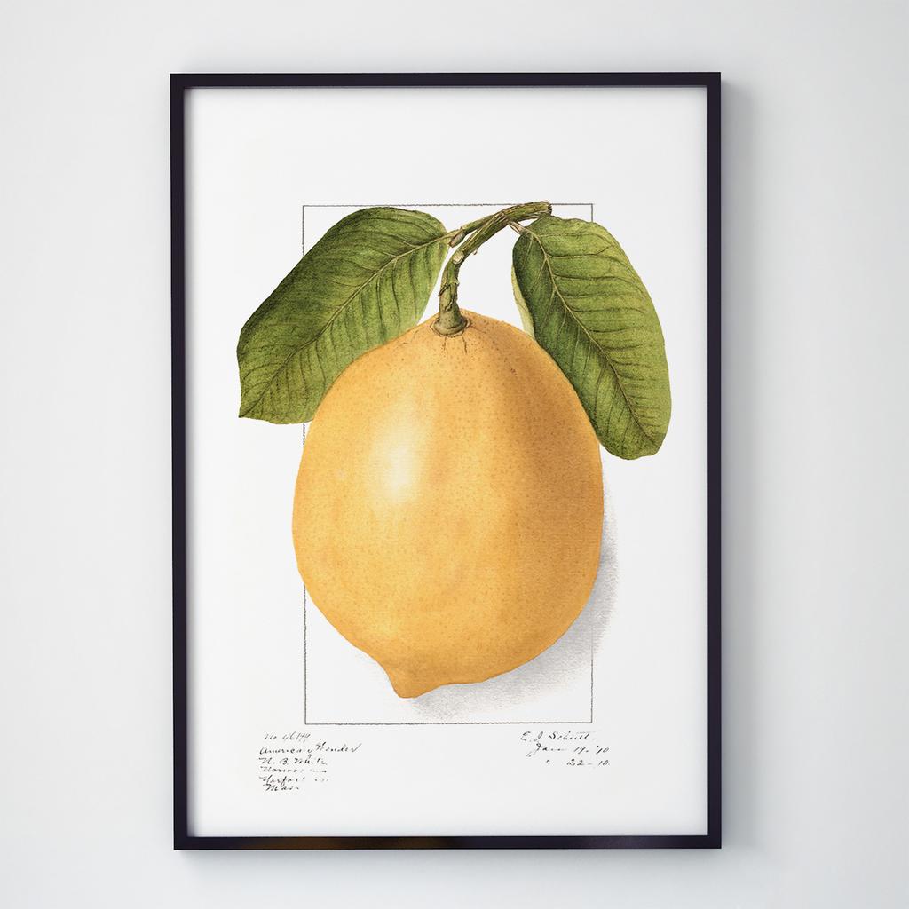 Постер Овочі та Фрукти VF1002