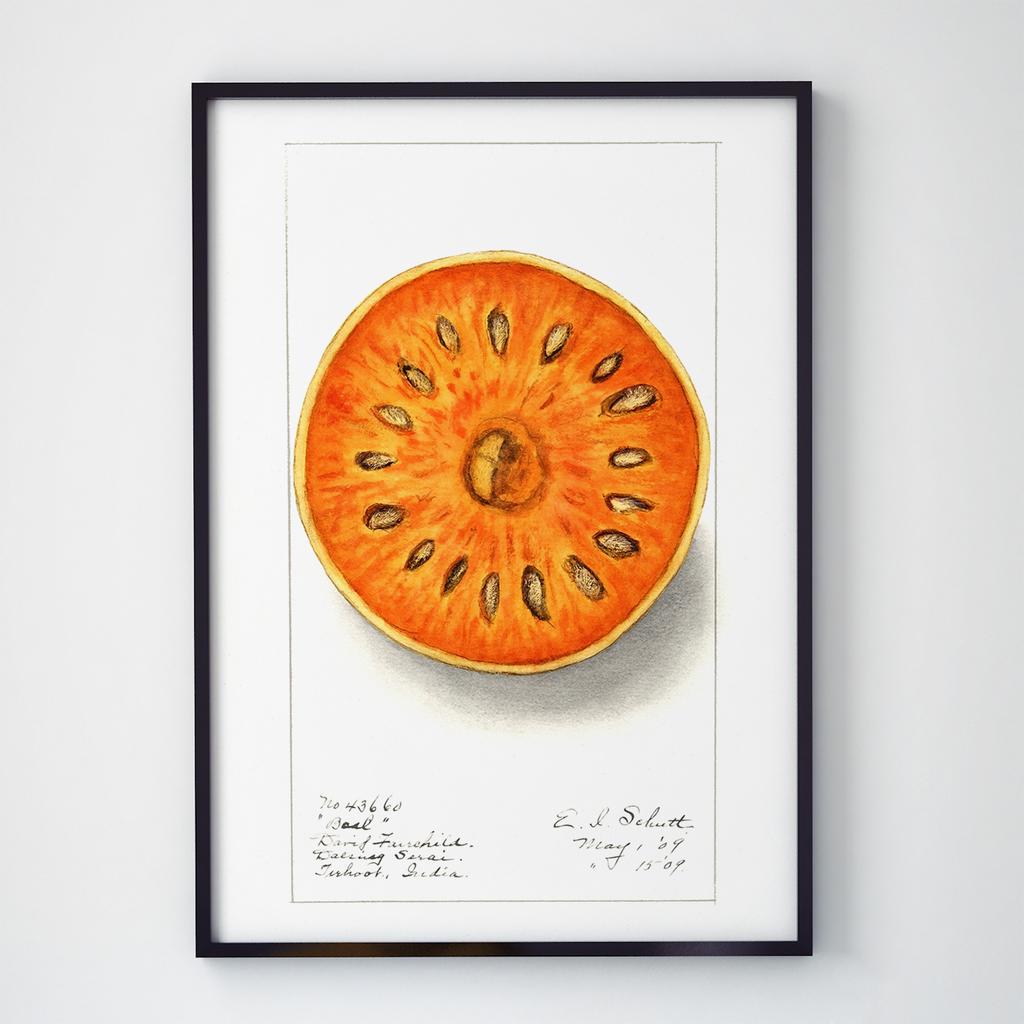 Постер Овочі та Фрукти VF1003