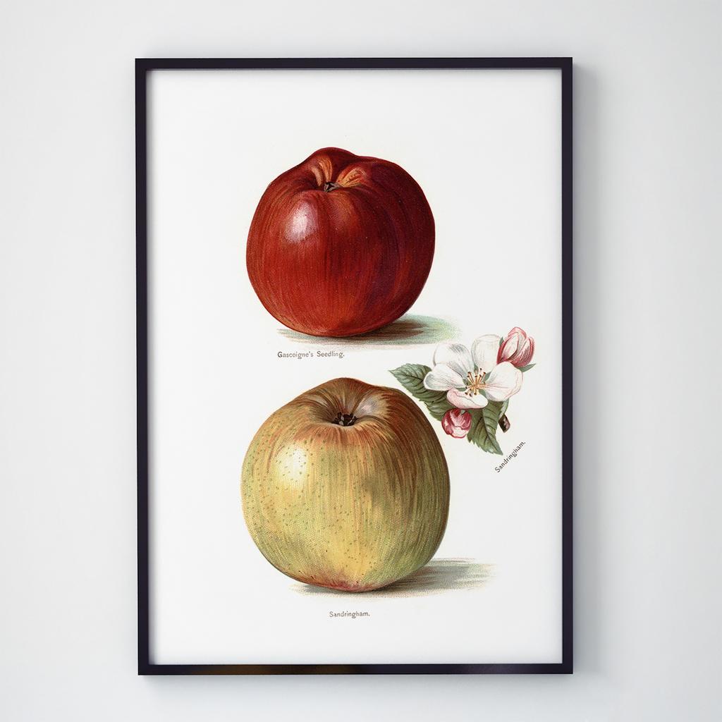 Постер Овочі та Фрукти VF1005